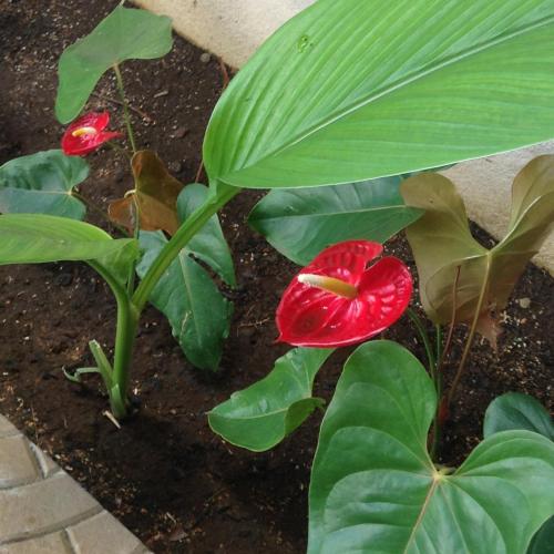 Hotel Br Court Apartments