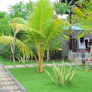 Sejur Exotic View Cottage vacanta Bali