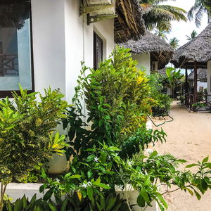 Sejur Jambiani White Sands Beach Bungalows vacanta Zanzibar Island