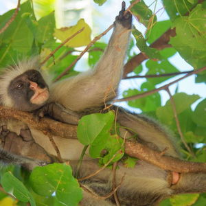 Sejur Kimte Beach Lodge vacanta Zanzibar Island