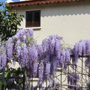 Sejur Five Fingers Holiday Bungalows vacanta Kyrenia