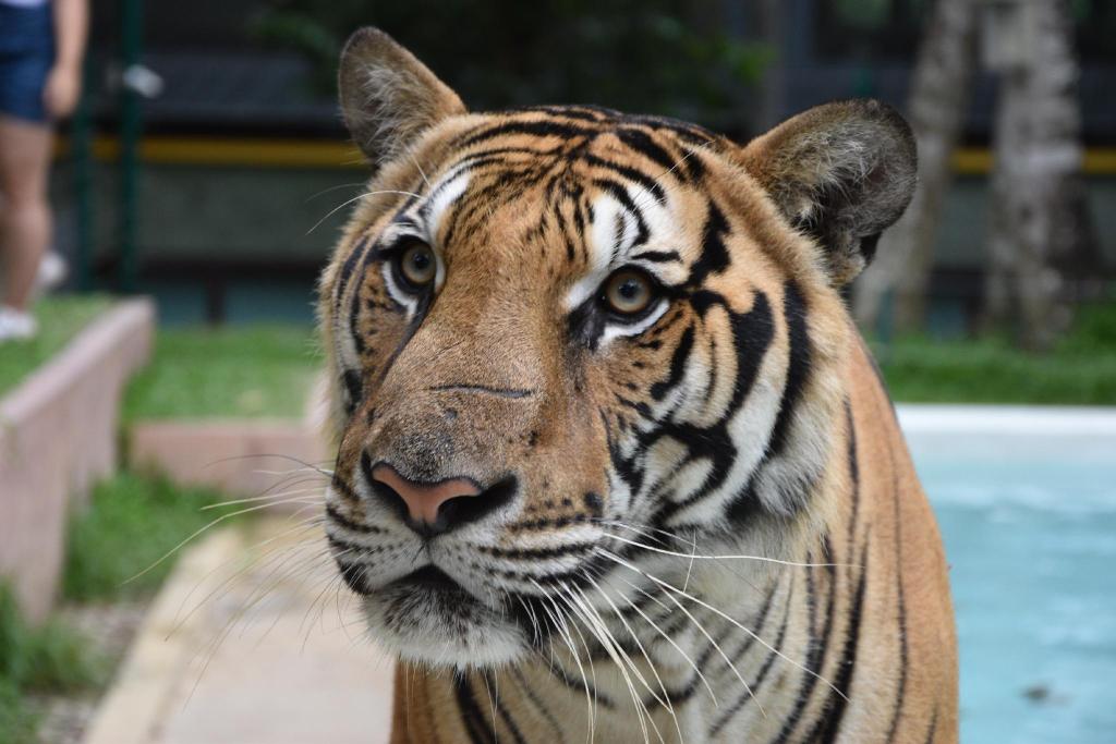 Hotel Baan Yuyen Karon Guesthouse