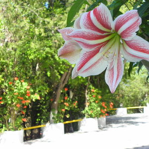 Sejur Mirabelle Hotel vacanta Insula Zakynthos